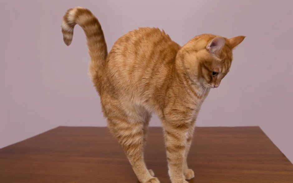 Кошка выгибает спину