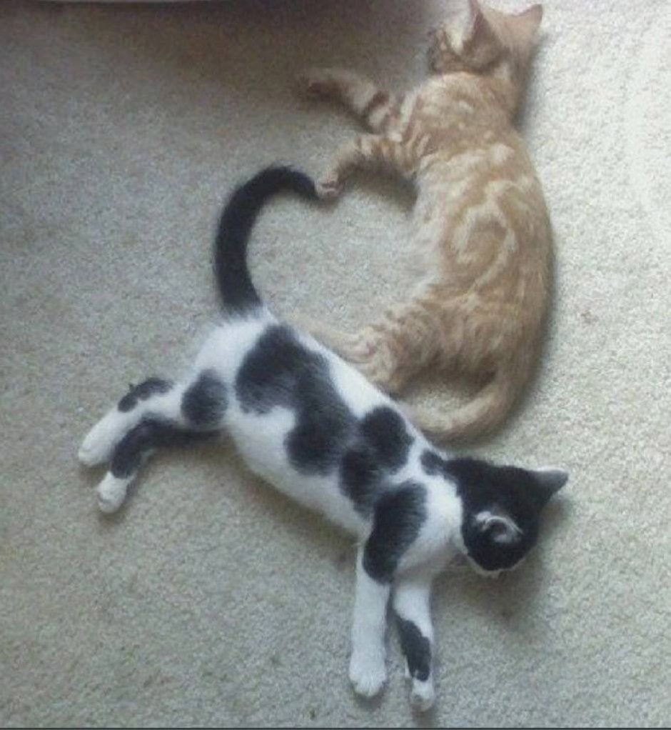 Коты хвосты сердечком