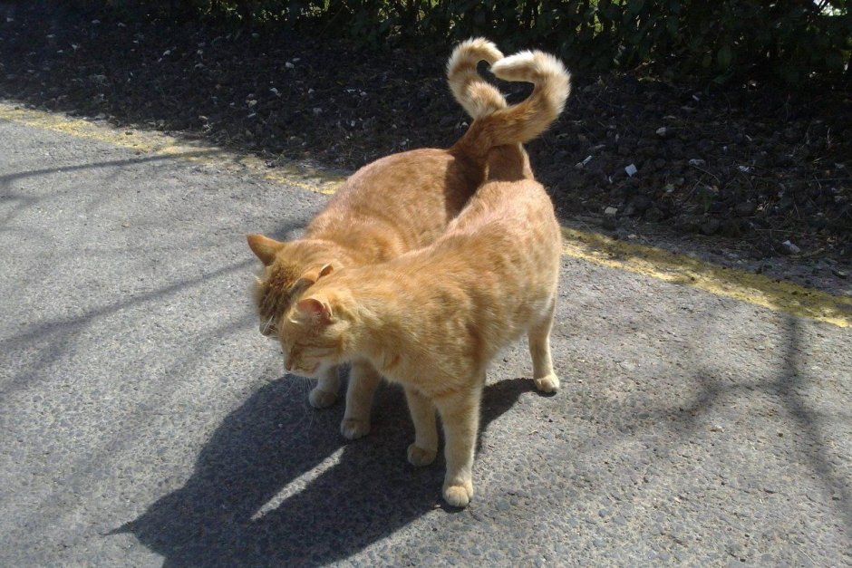 Котики с хвостами сердечком