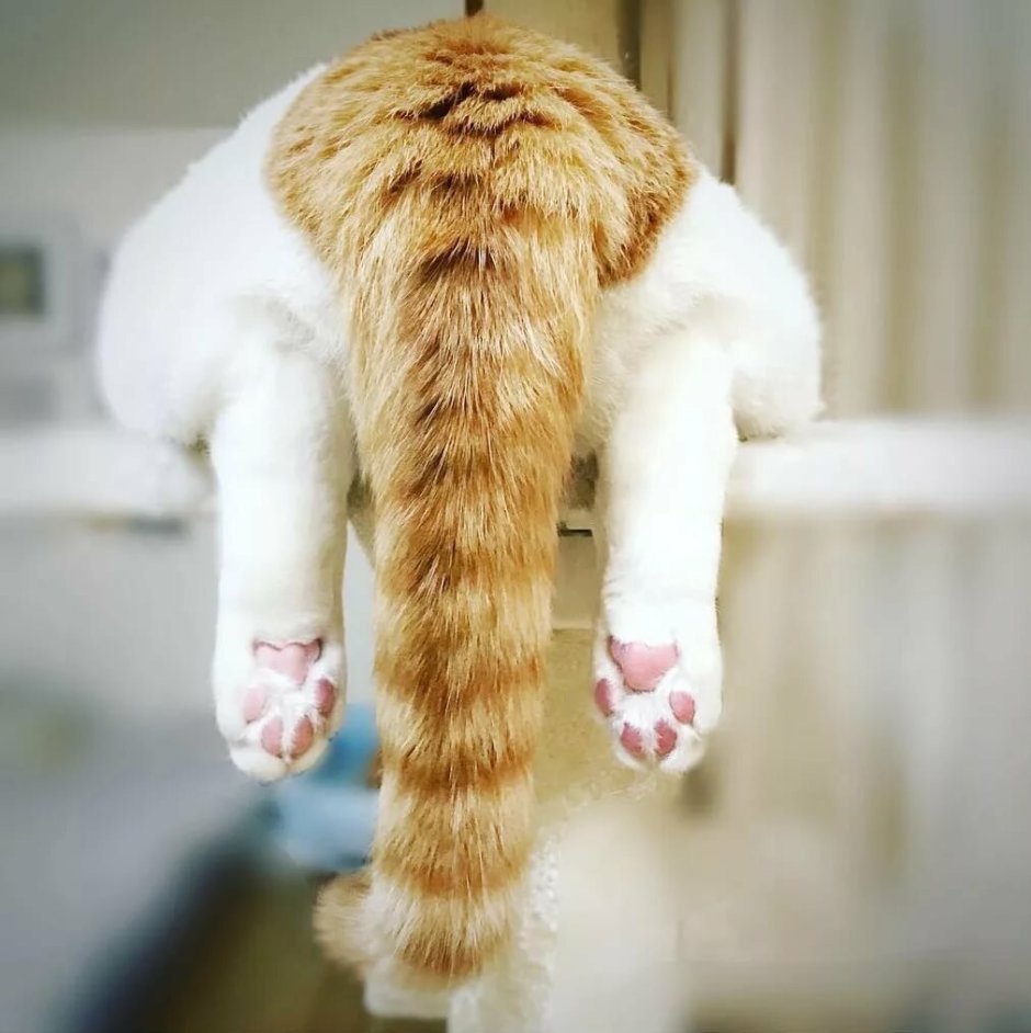 Кот с хвостом