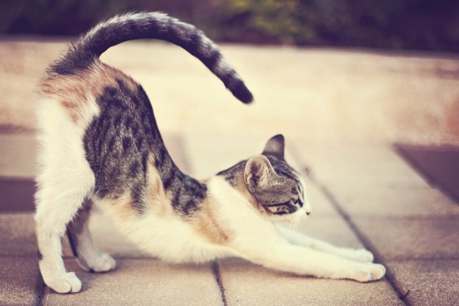 Подгягивающяеся кошка