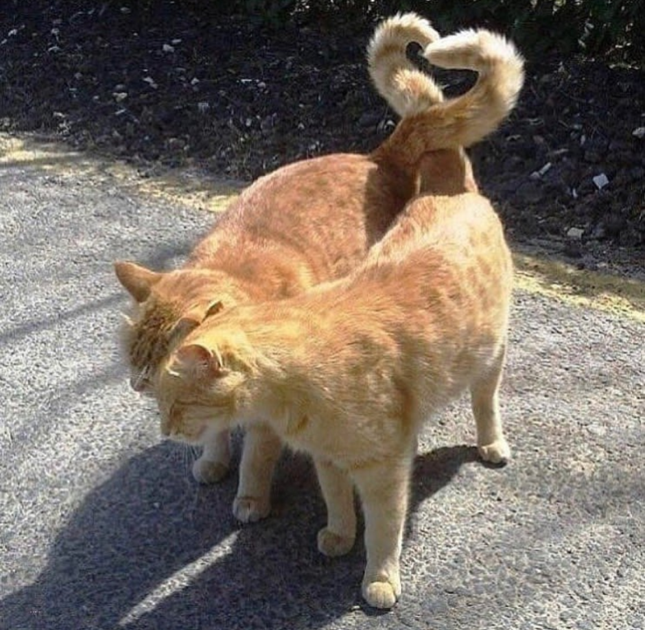 Котики с хвостами сердечком