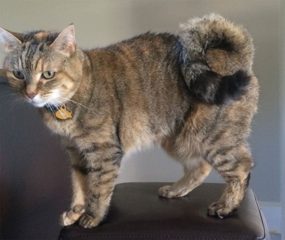 Кошка американский рингтейл