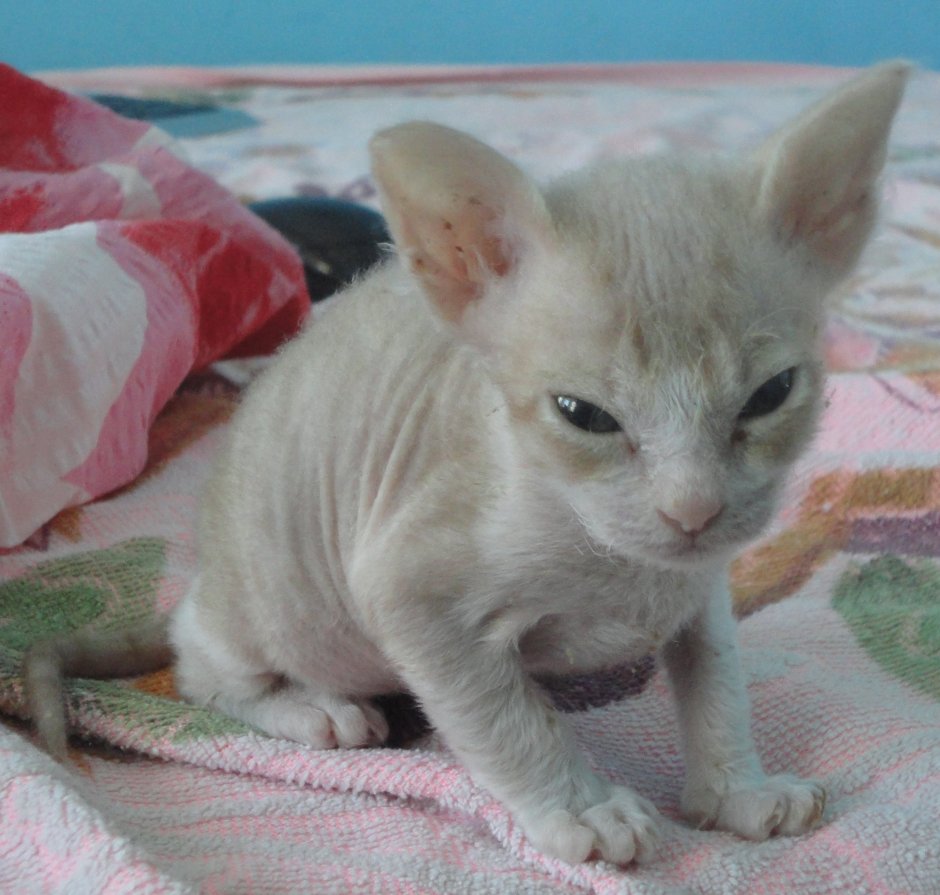 Котята сфинкс браш