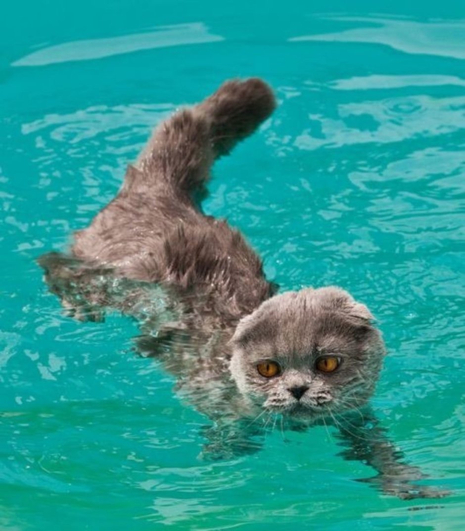 Кошка плавает