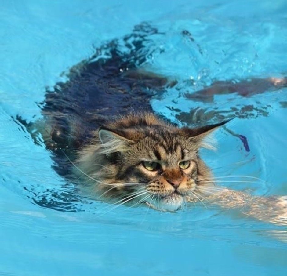 Кошка в бассейне
