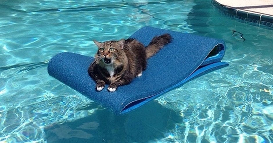 Котик в воде