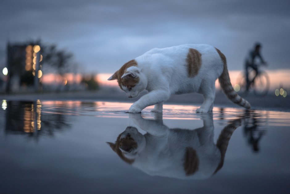 Кошка в луже