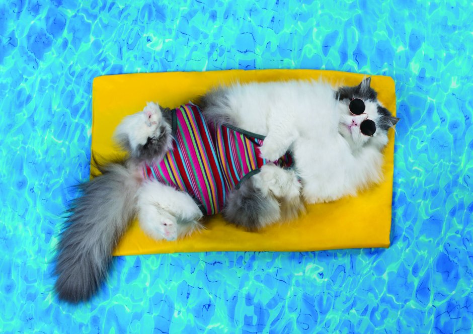 Кошка отдыхает у бассейна