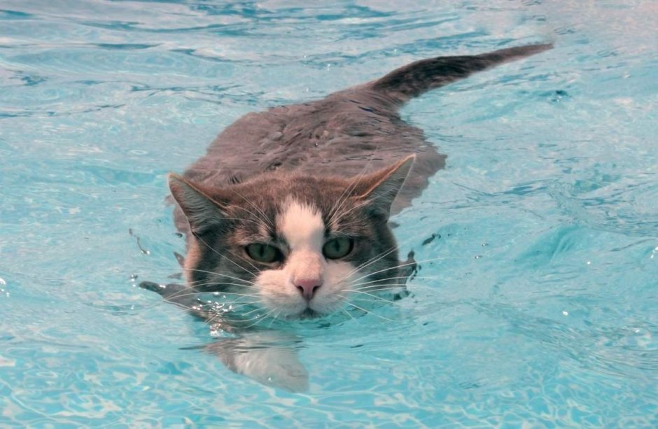 Котик плавает
