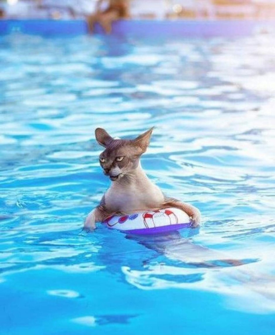 Кот в воде