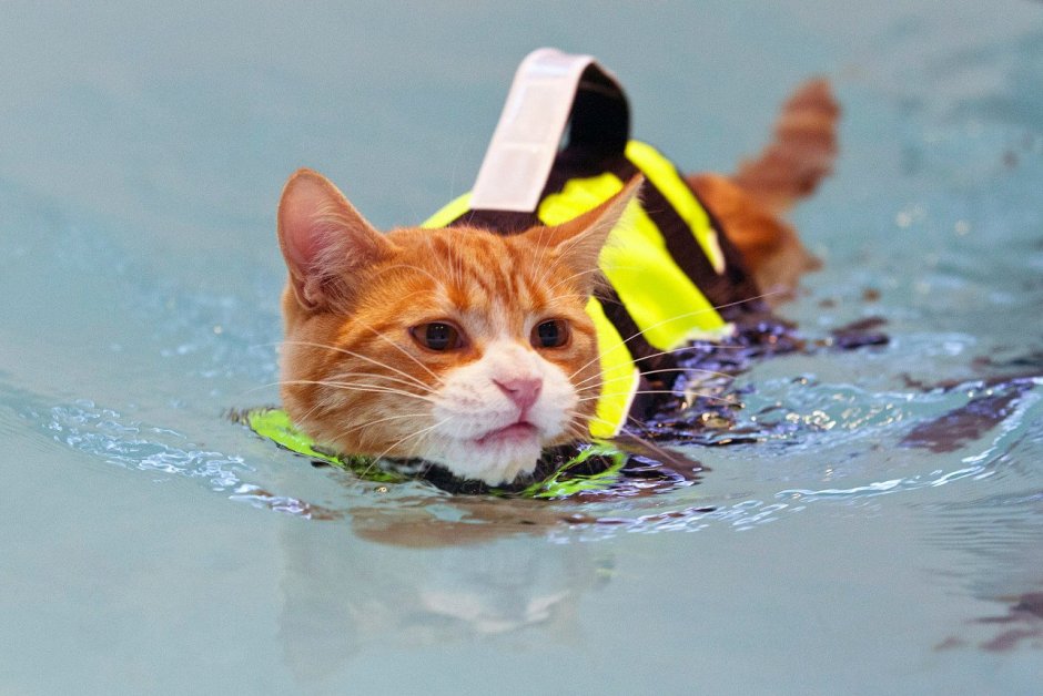 Котик в бассейне