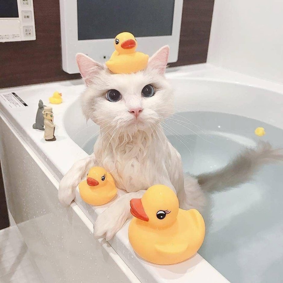 Кошка Ван