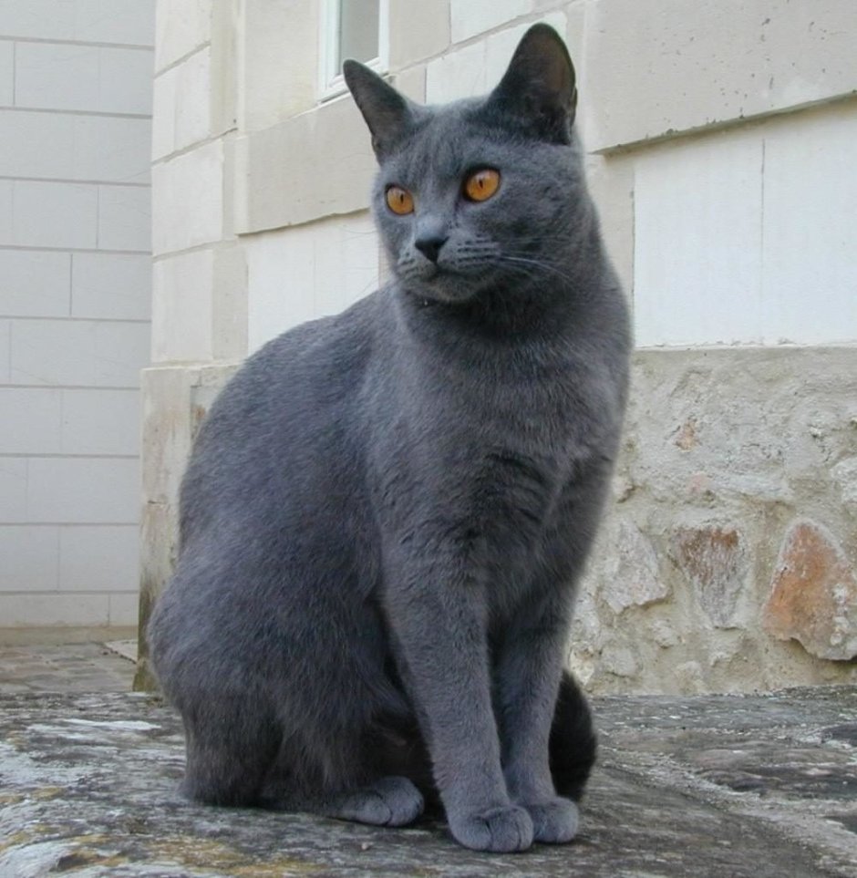 Шартрез кошка черная