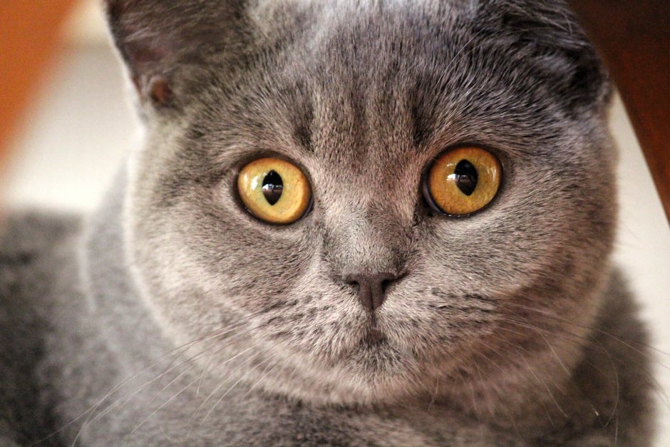 Картезианская кошка шартрез