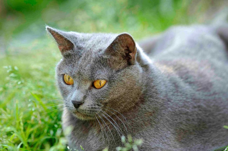 Кот породы шартрез