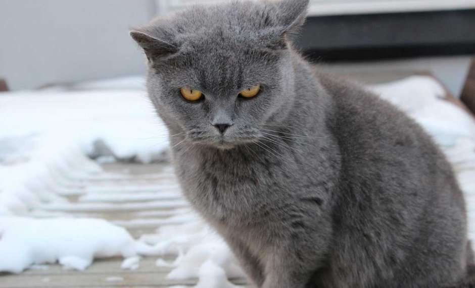 Картезианская кошка шартрез
