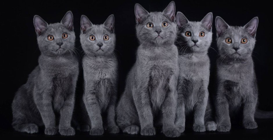 Шартрез кошка