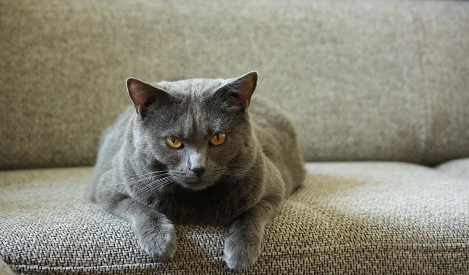Скоттиш шартрез