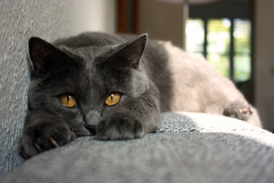 Шартрез кошка