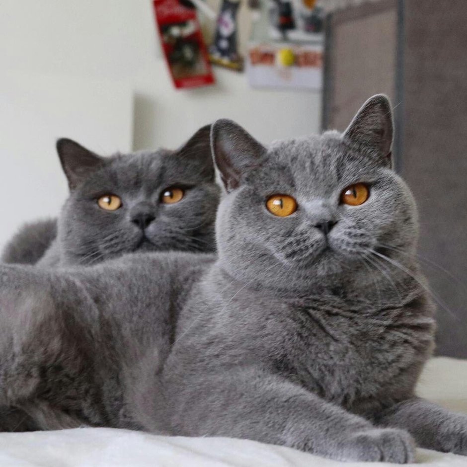 Британская короткошёрстная кошка шартрез