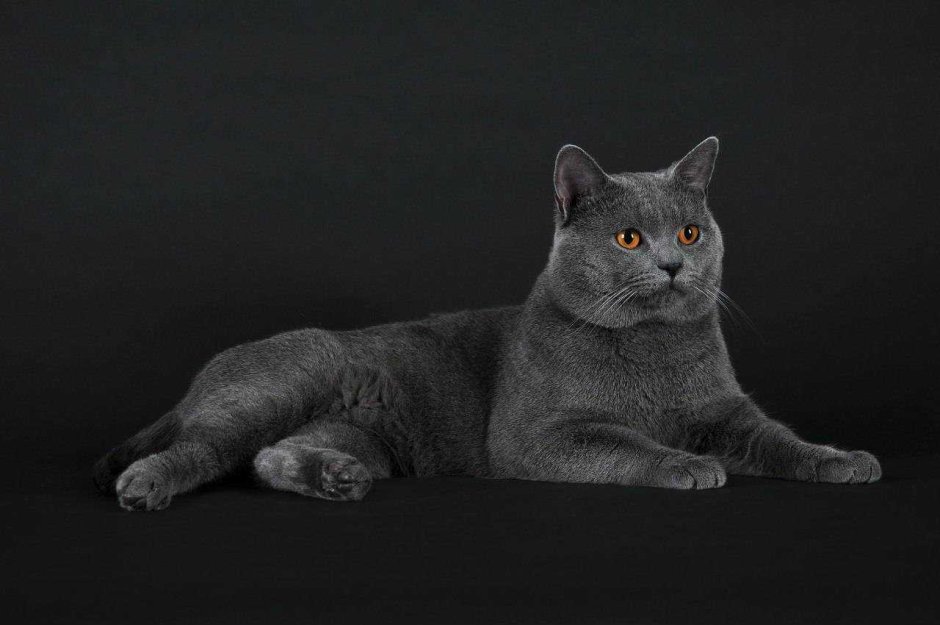 Картезианская кошка шартрез