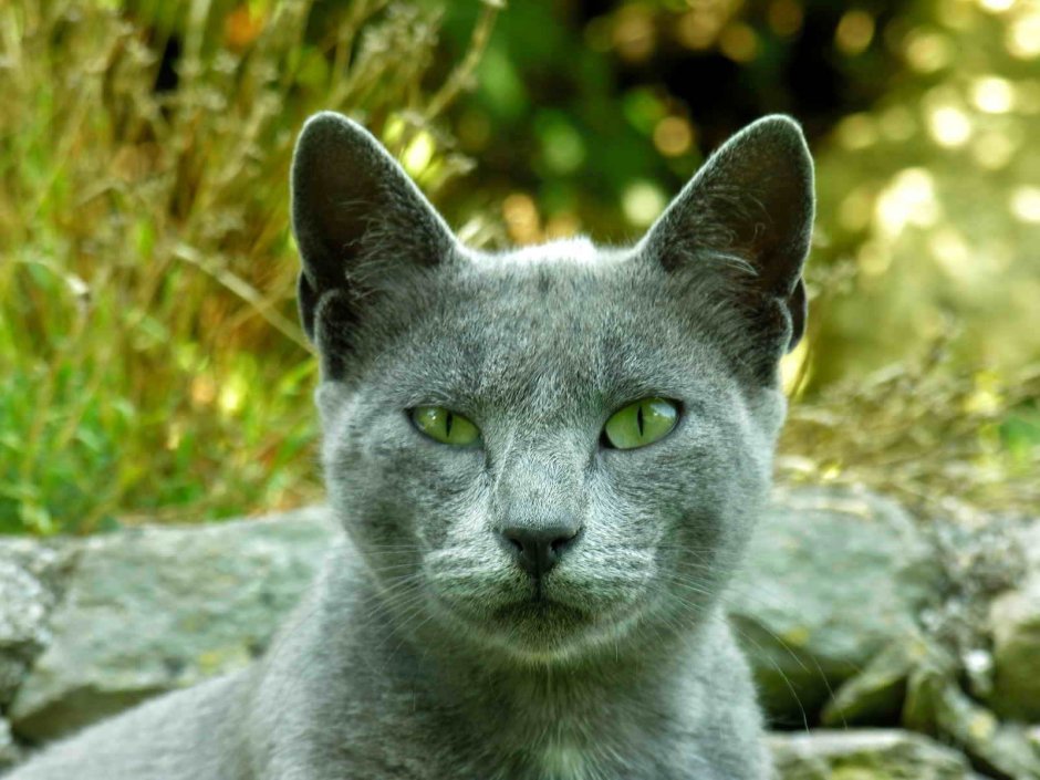 Корат шартрез Картезианская кошка