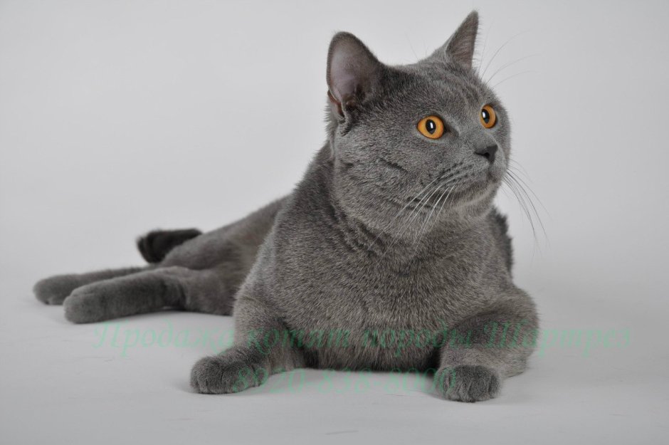 Шартрез кошка персиковая