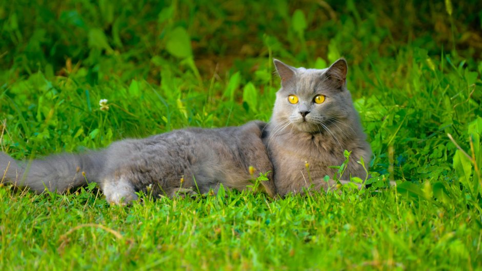 Картезианская кошка длинношерстная