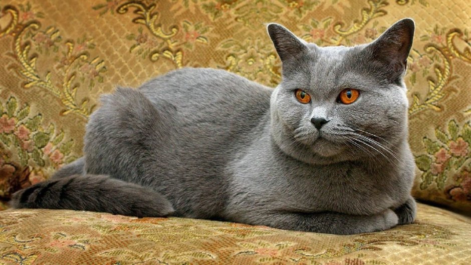 Картезианская кошка британец