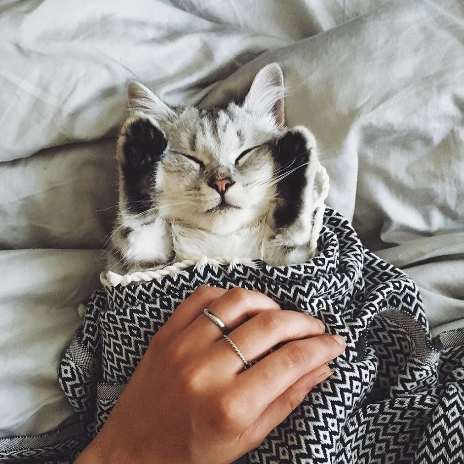 Кот в инстаграмме
