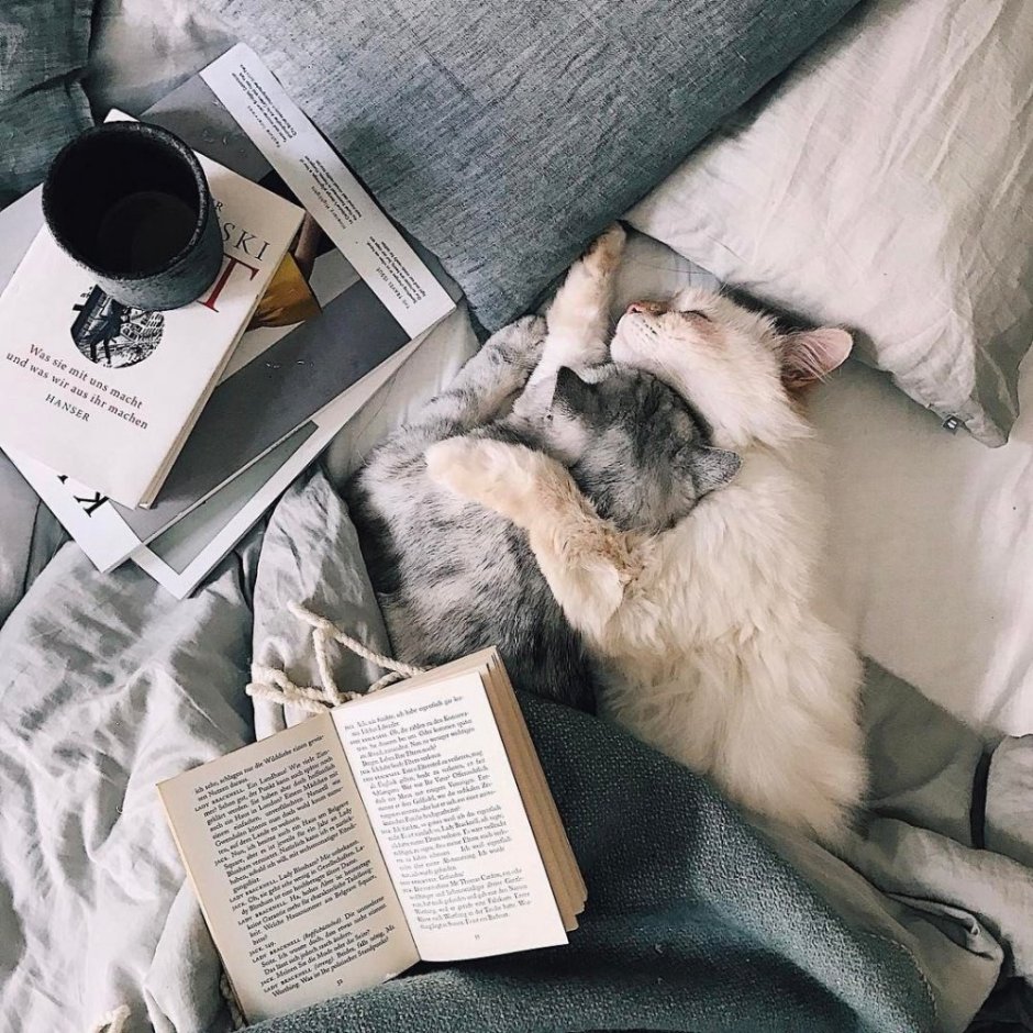 Уютные коты