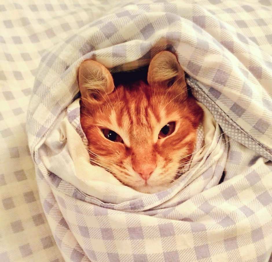 Кот в пледе