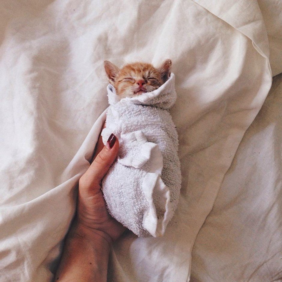 Маленький котенок в одеяле
