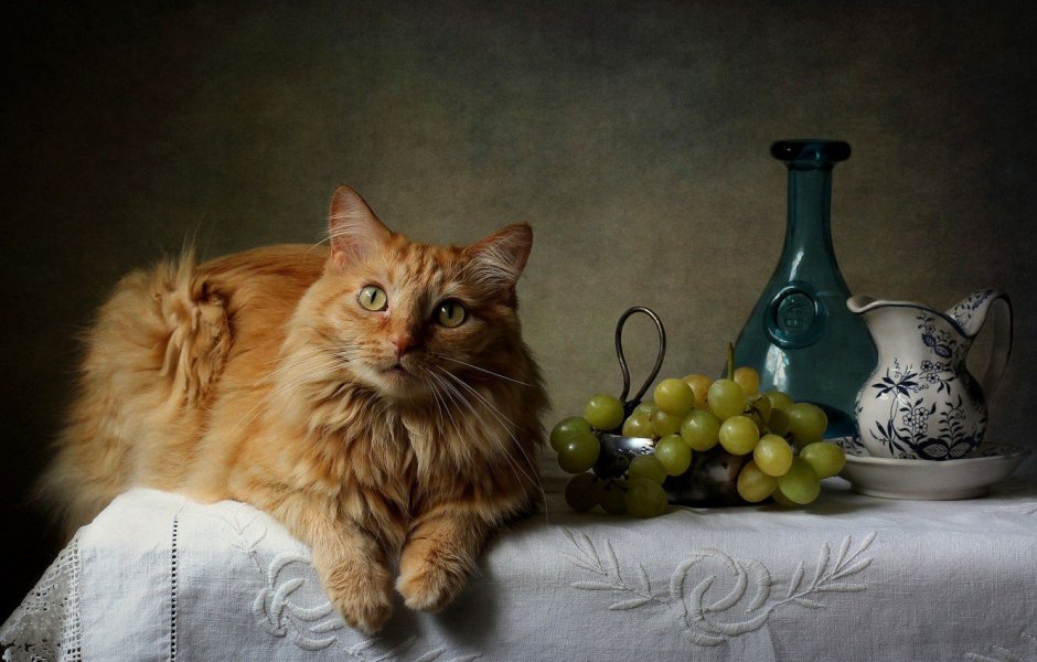 Натюрморт с рыжим котом