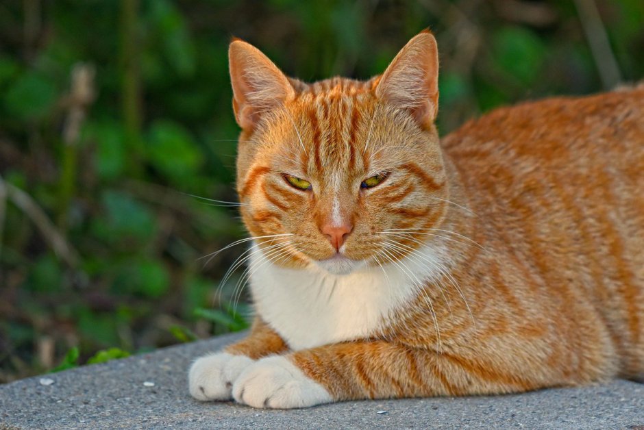 Английский кот рыжий