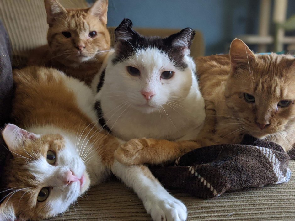 Кот голландец