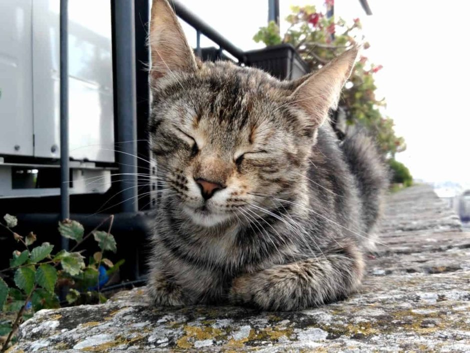 Кривой кот