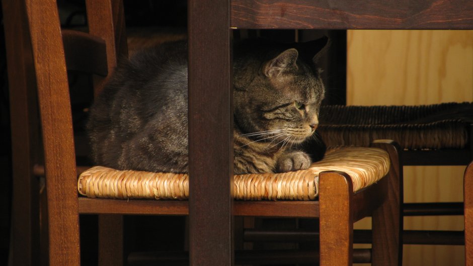 Голландские коты