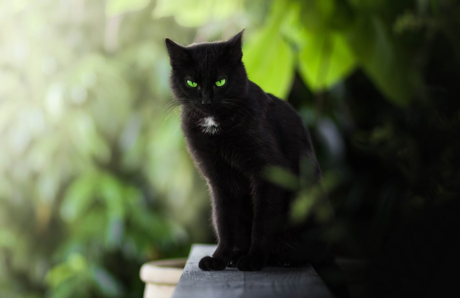 Чёрный кот