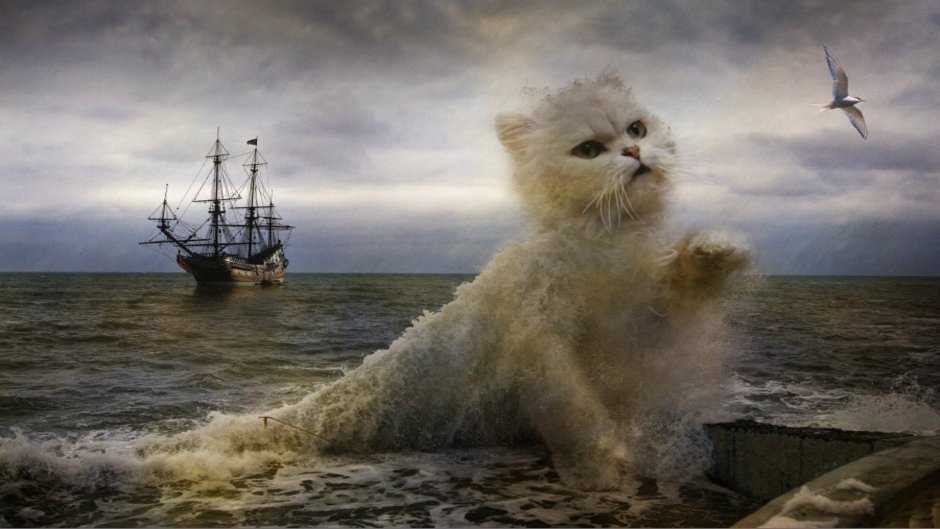 Морская кошка