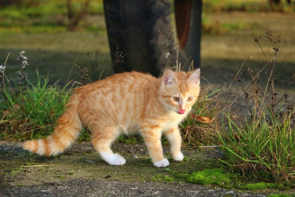 Tabby Cat рыжий
