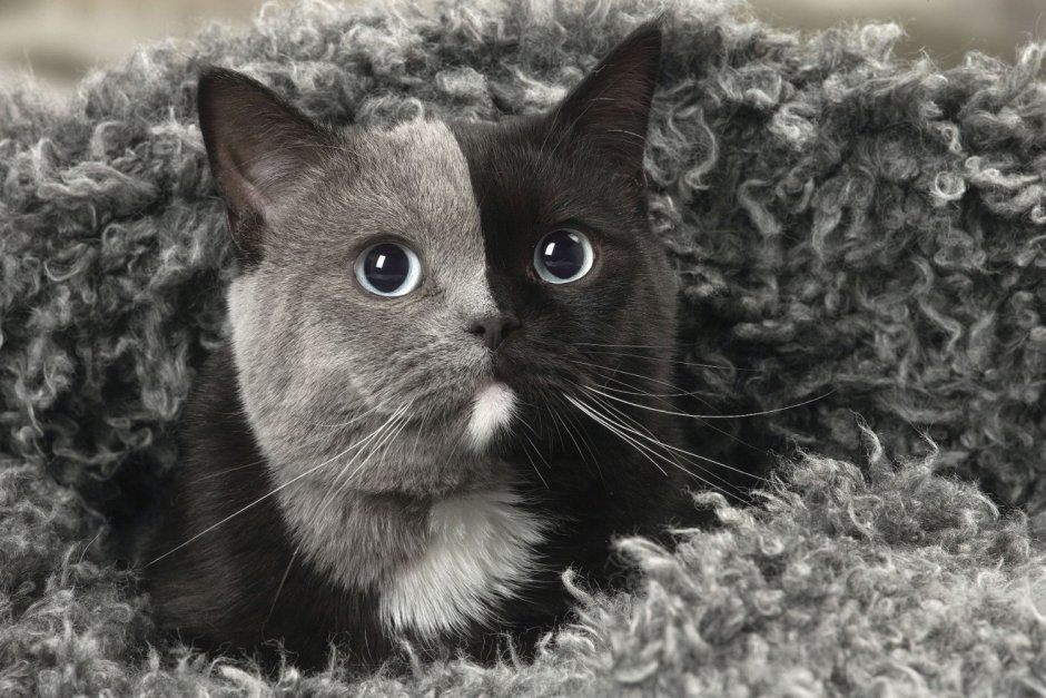 Кошка Химера Нарния