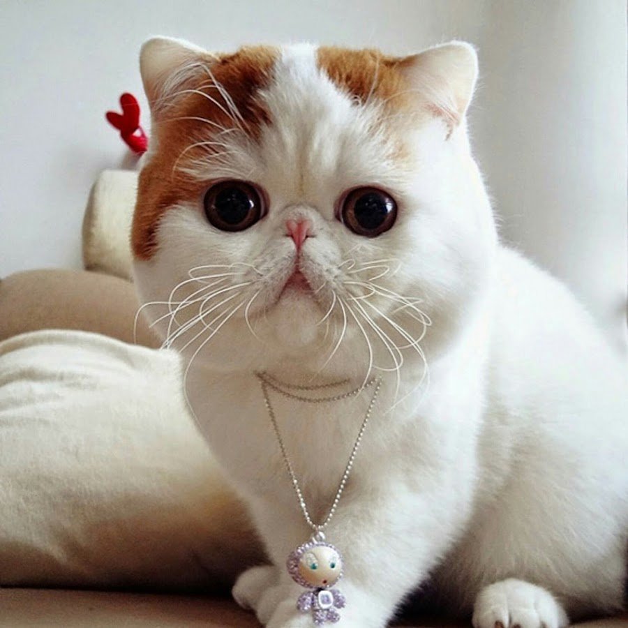 Порода кошек похожих на японца