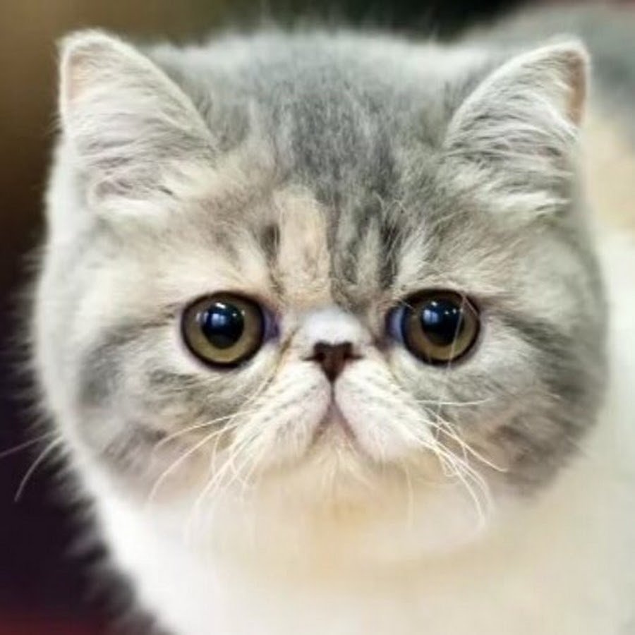 Вислоухий экзот Манчкин