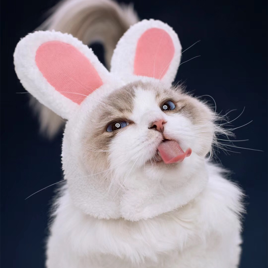 Кот с кроличьими ушами