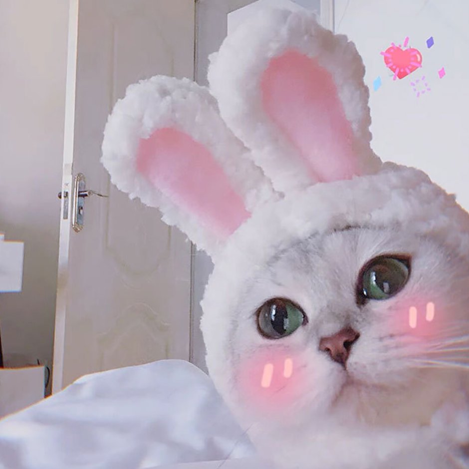 Кот с ушками зайца