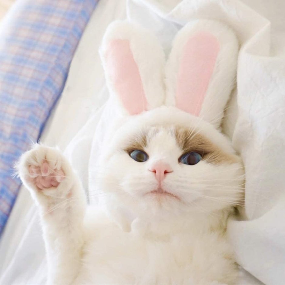 Cat with Bunny Ears