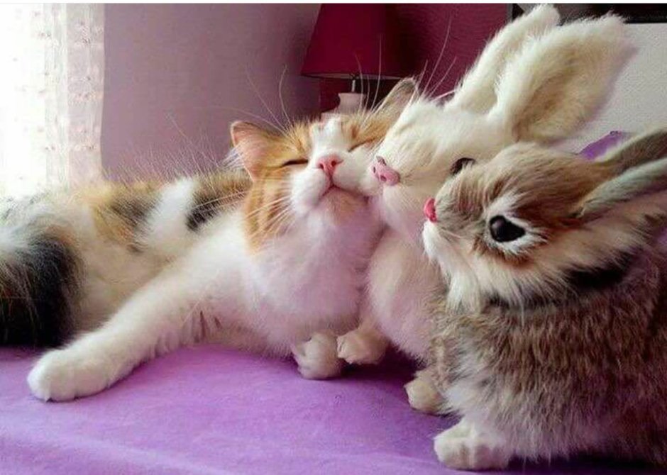 Котик и зайчик
