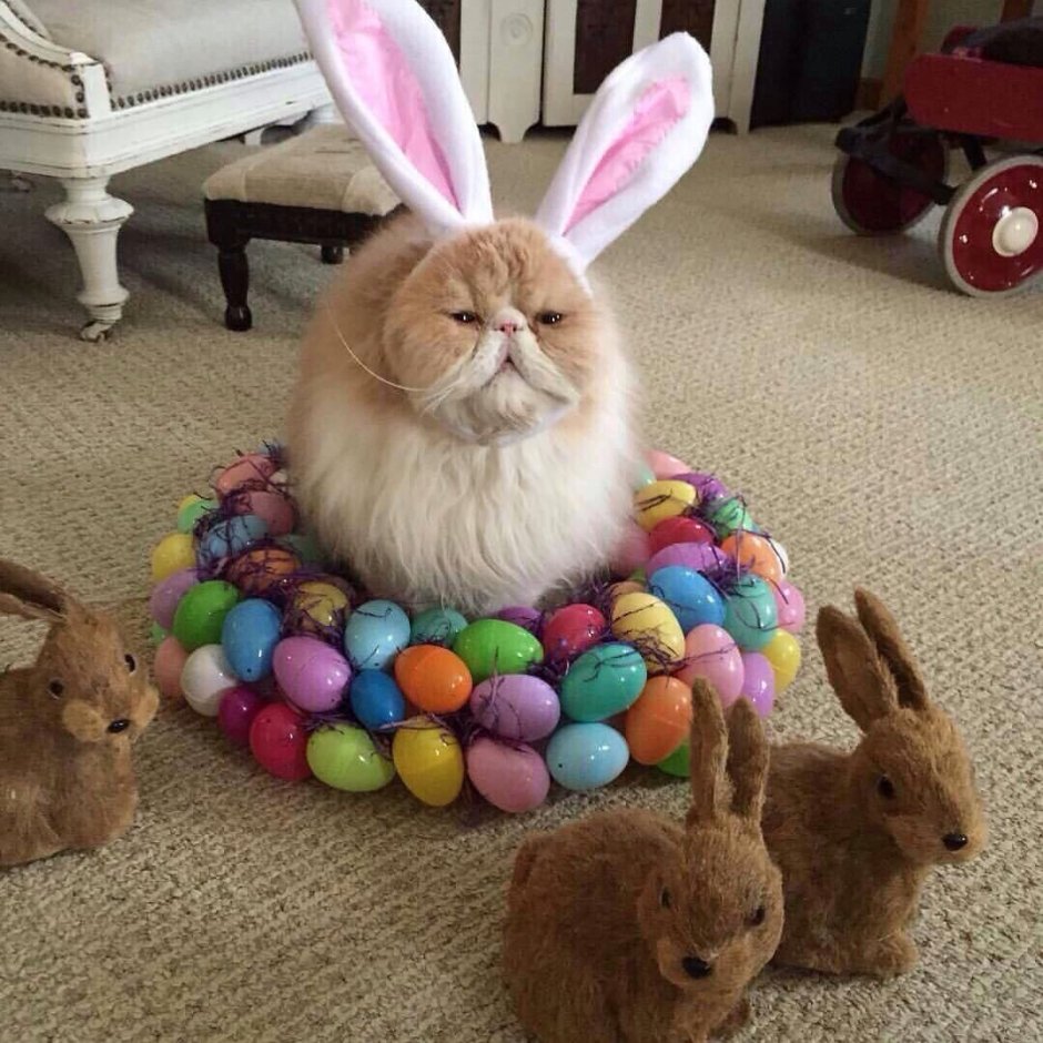 Пасха котики